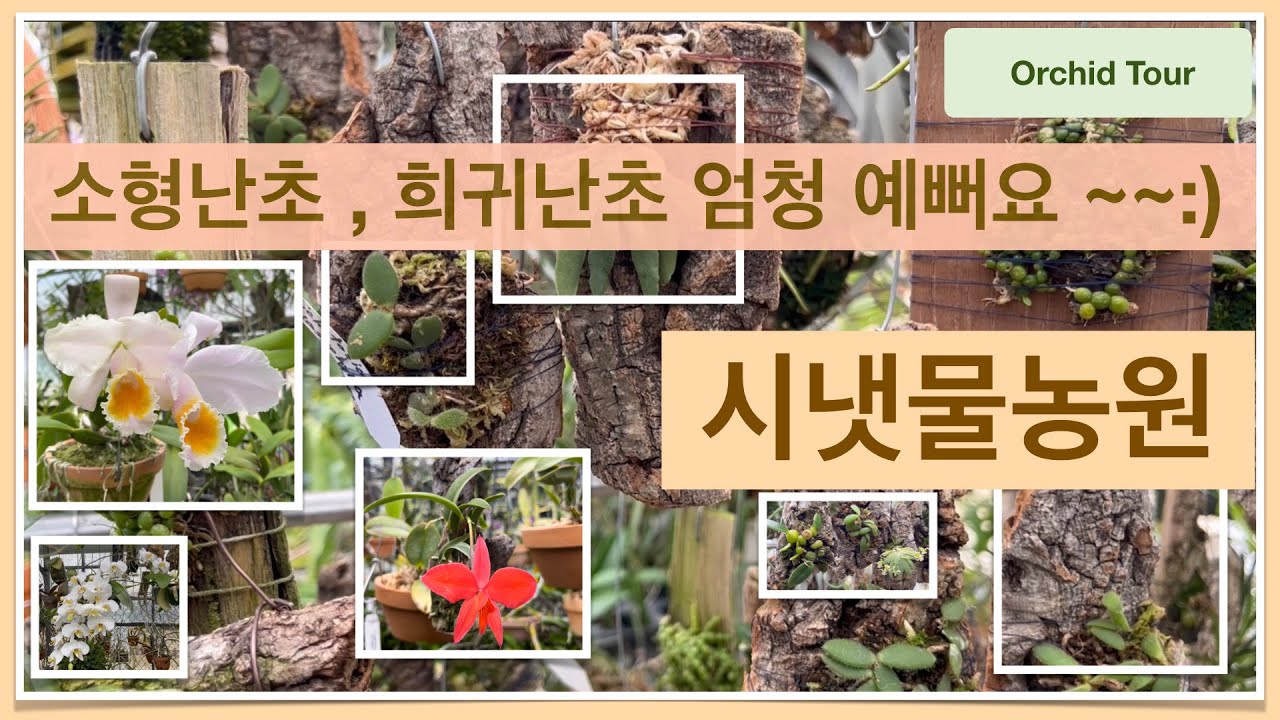 춘천 시냇물농원 희귀난초 , 소형난초 , 착생난초 , 부작난 봄소식 소개