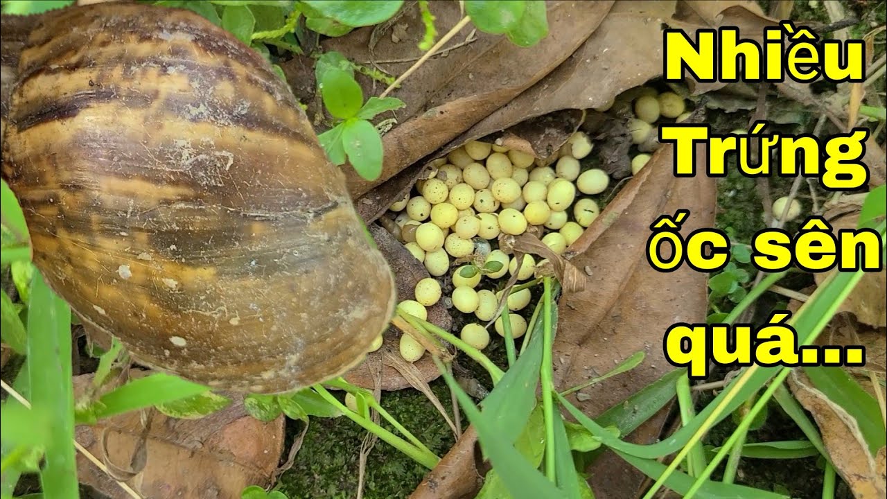 Khám Phá Phát Hiện Nhiều Trứng Ốc Sên