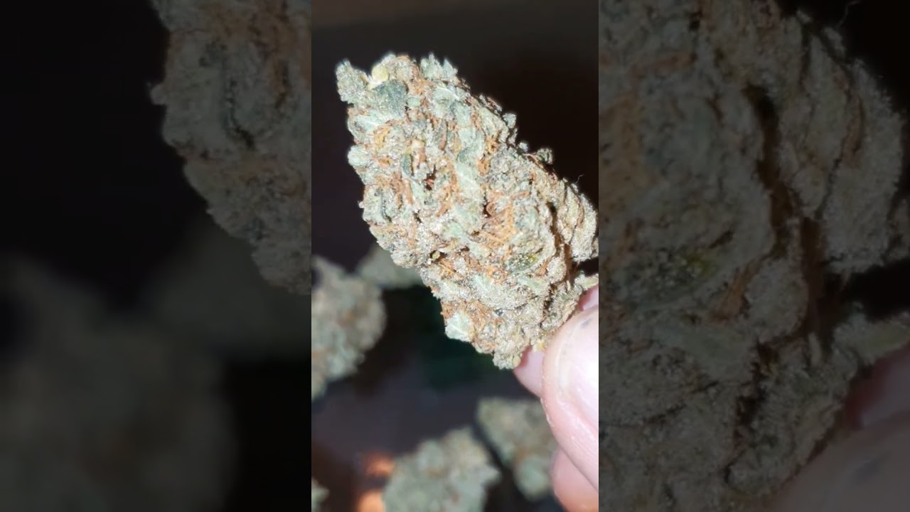Guavadawg 🍃 Is a cross of Afghani #1, Stardawg, and Tres Dawg. With Chemdog influences.