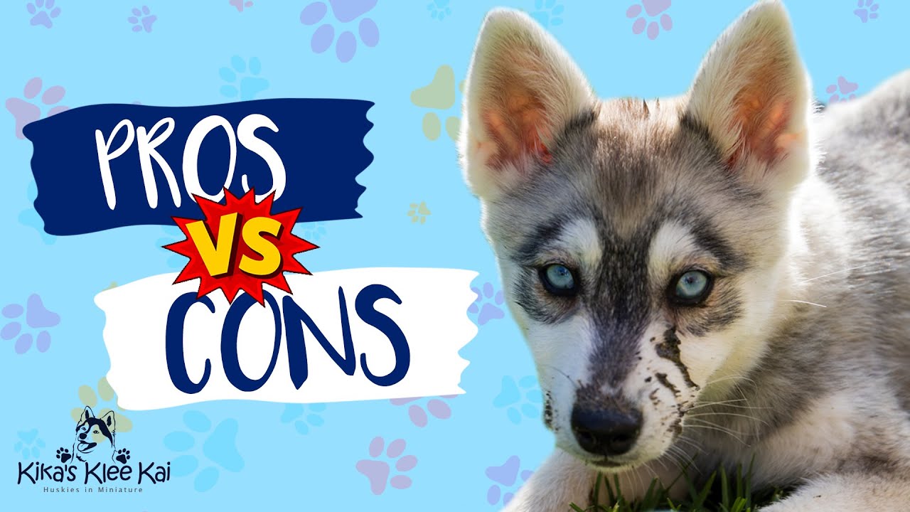 Alaskan Klee Kai - Pros and Cons | The Good, The Bad & Hairy