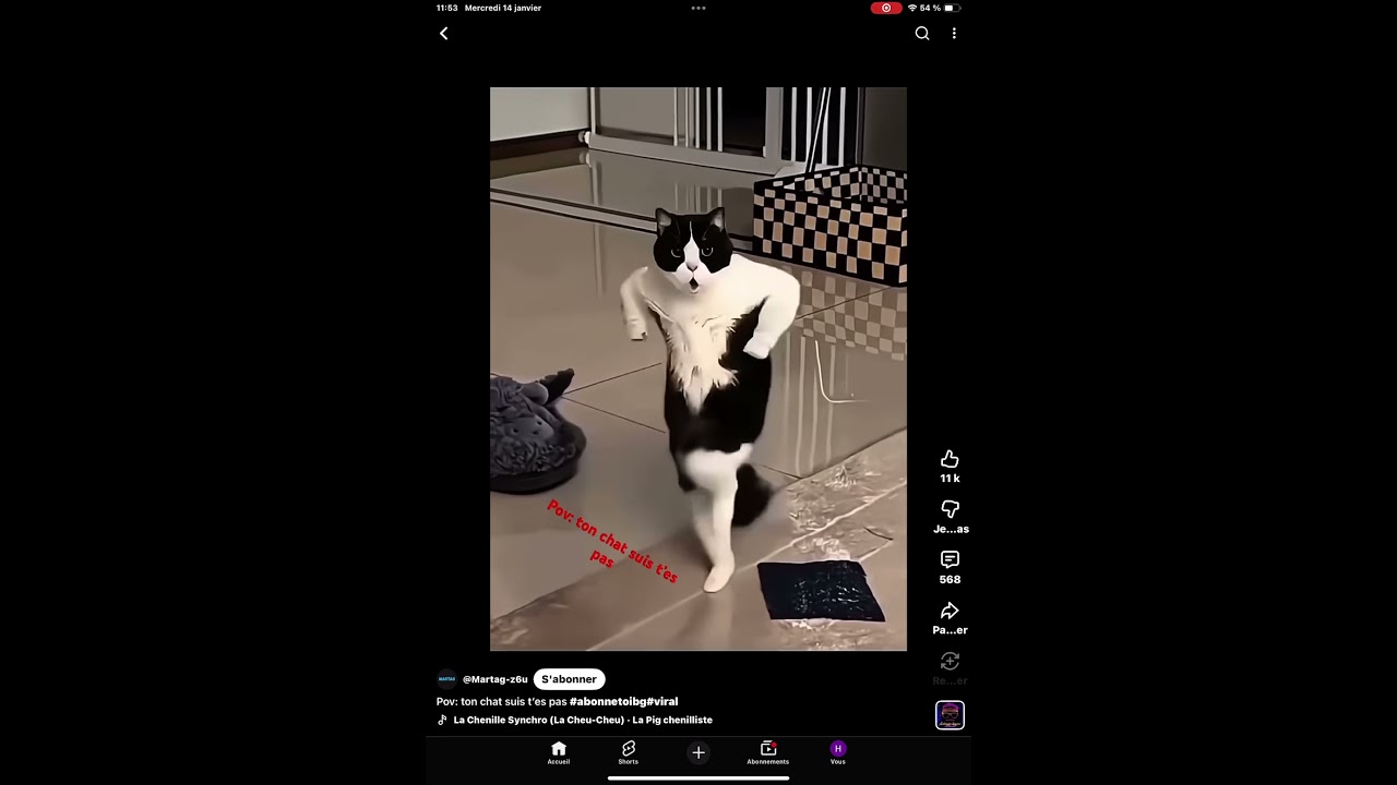 Pov: ton chat suis tes pas de danse