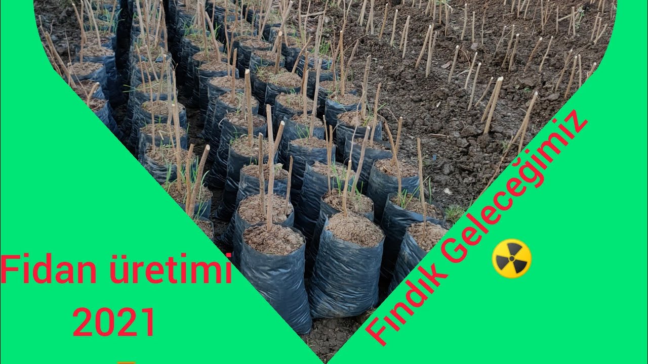 Deli Sava 🎊Sarı ☀️Çakıl 🧭fındık 🌾 Fidan üretimi...🚜