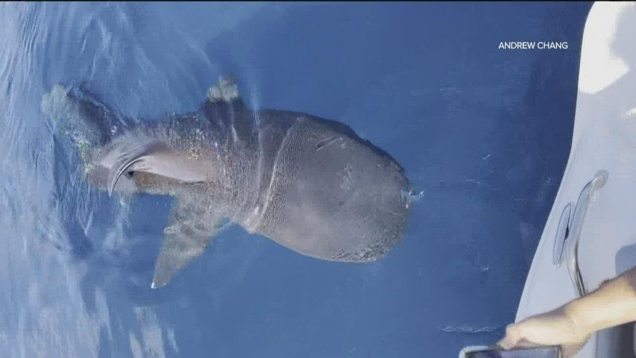 Extremely rare 'megamouth' shark sighting off the coast of San Diego