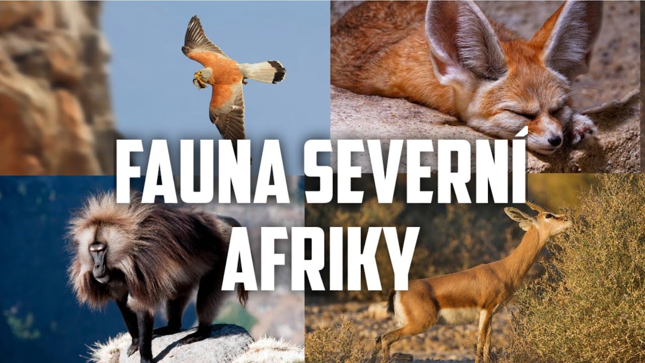 Fauna SEVERN&Iacute; AFRIKY