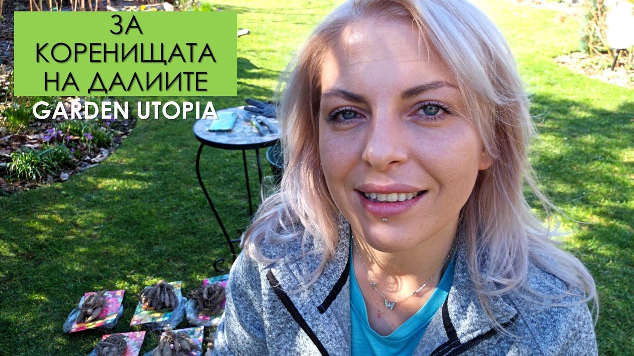 КОРЕНИЩА НА ДАЛИИ - Структура, делене, съхранение