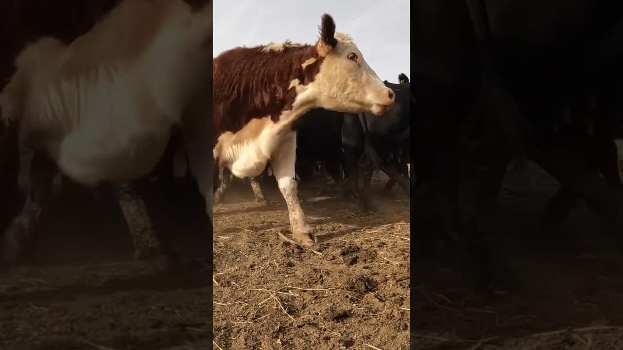 Feeding the First Bale! #cow #farmandranch