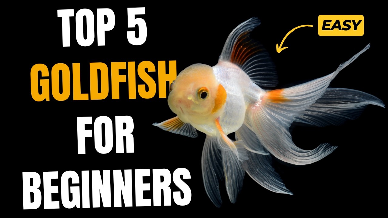 Top 5 Best Goldfish Types for Beginners | Easy Goldfish Care Tips for New Fishkeepers