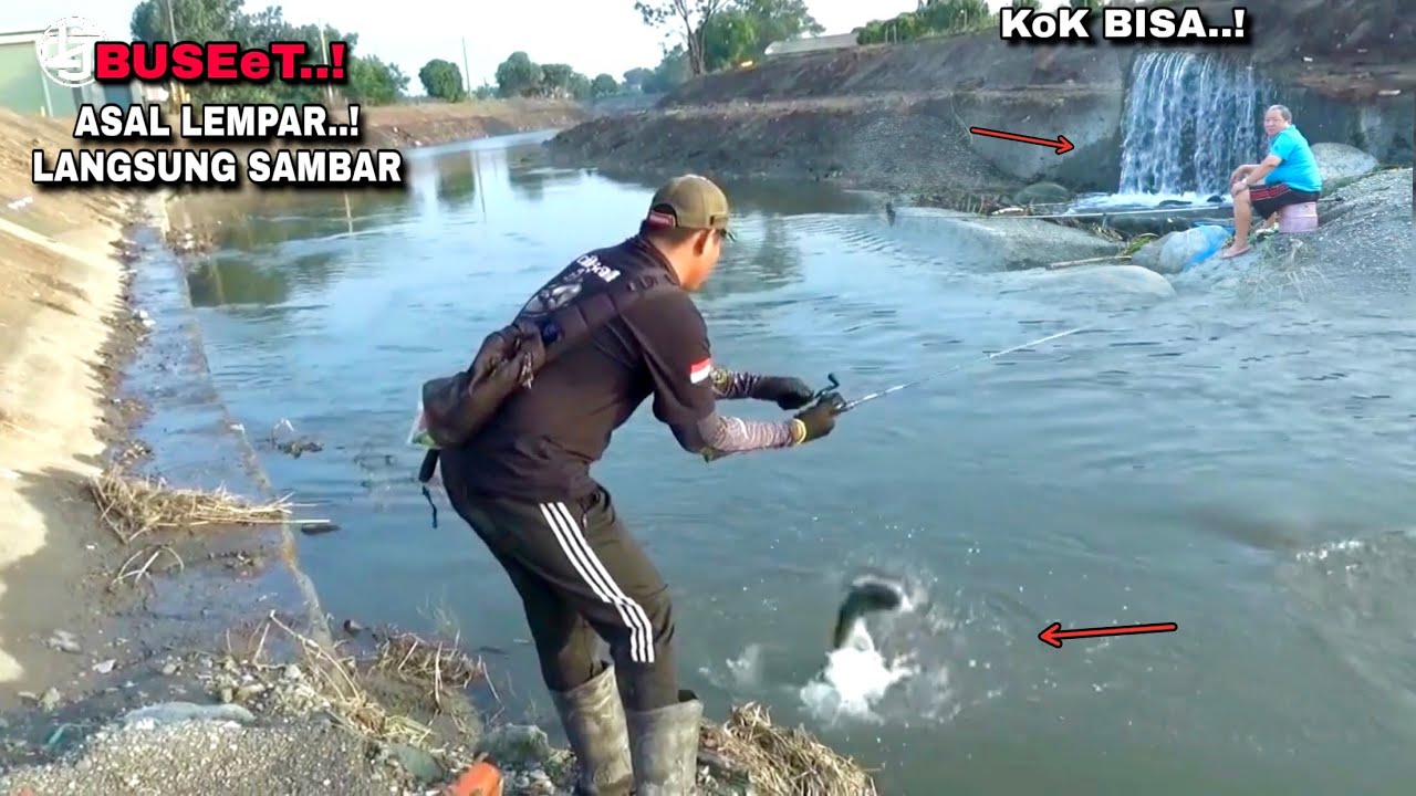Mantap..! Ini dia yang kalian cari mancing ikan gabus 