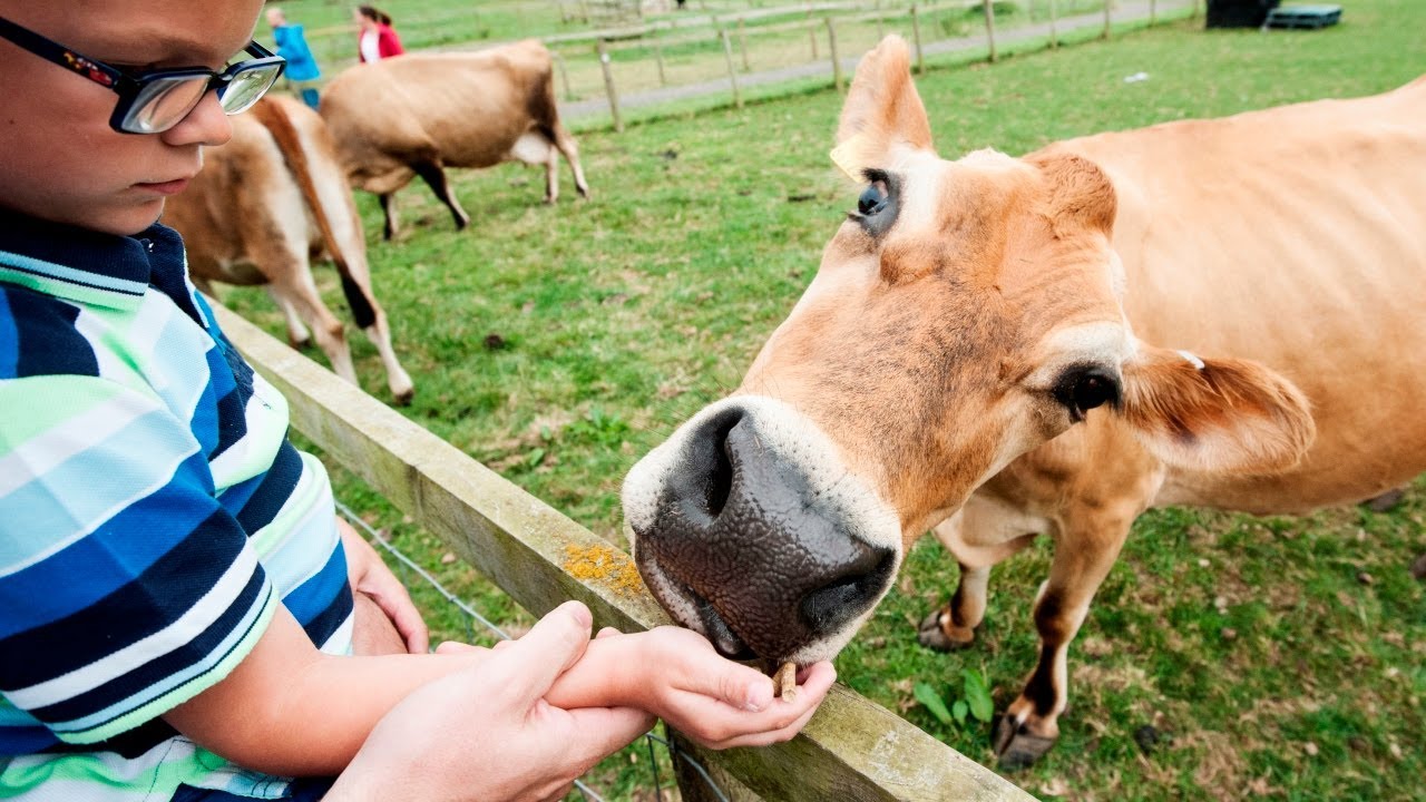 National Forest Adventure Farm