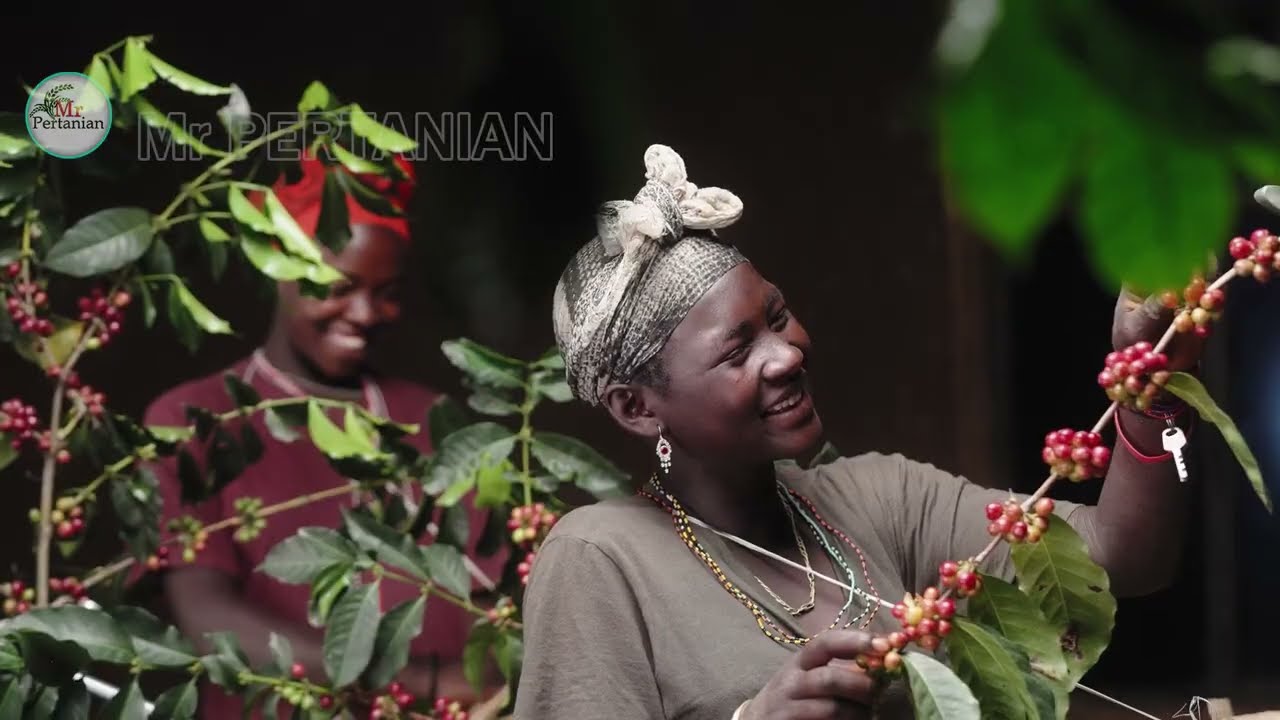 KOPI GESHA PANAMA, KOPI TERMAHAL DAN TERENAK DI DUNIA.