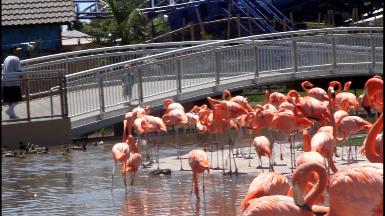 Andrew being a diva and critiquing the flamingo exhibit