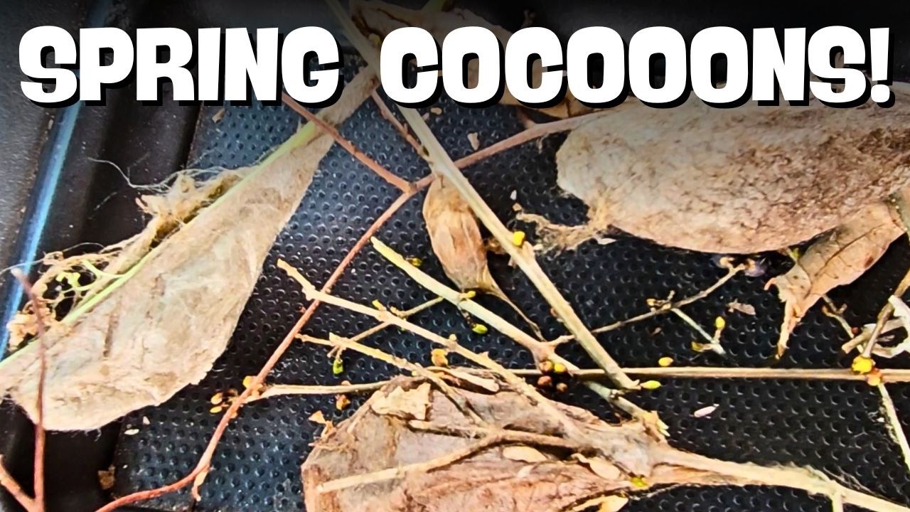 Как БЫСТРО найти коконы моли (Цекропия, Прометея и Полифем) | Советы по охоте на коконы