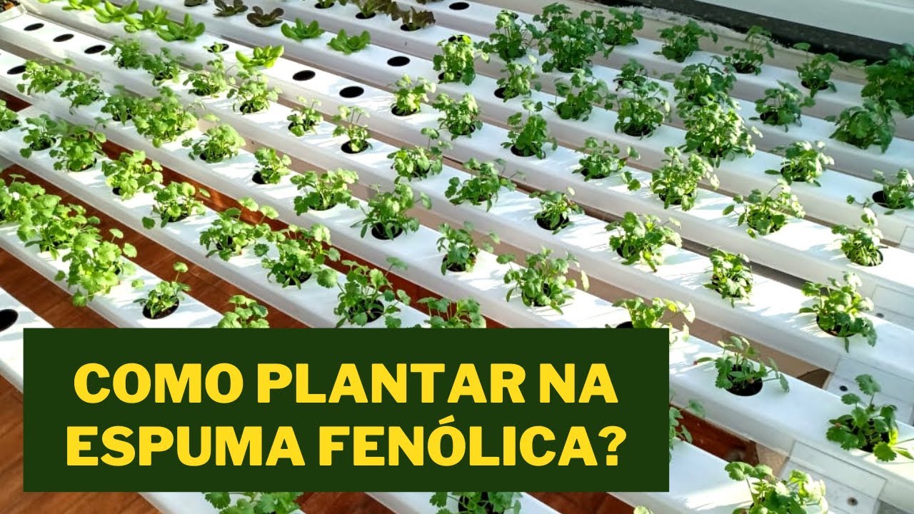 Coentro Hidropônico | Como plantar na espuma fenólica | Tiago Geranada