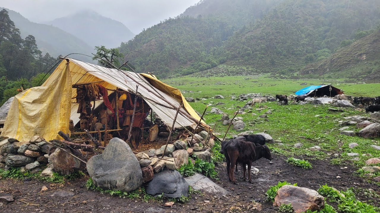 Daily Routine Of Nepali Village Life || Daily Activities Of Shepherd Life || Real Village Life ||
