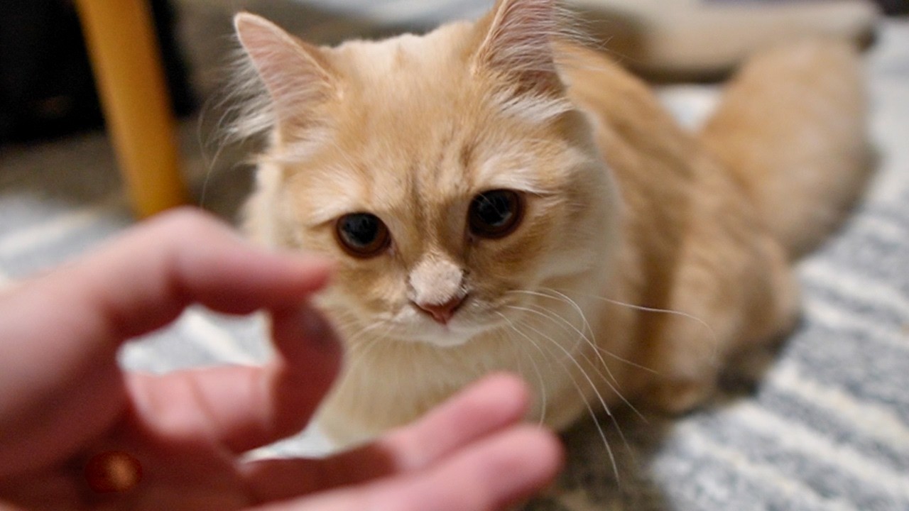 わたげ、賢い猫チャレンジ…成功する？【短足ミヌエット】　♯27
