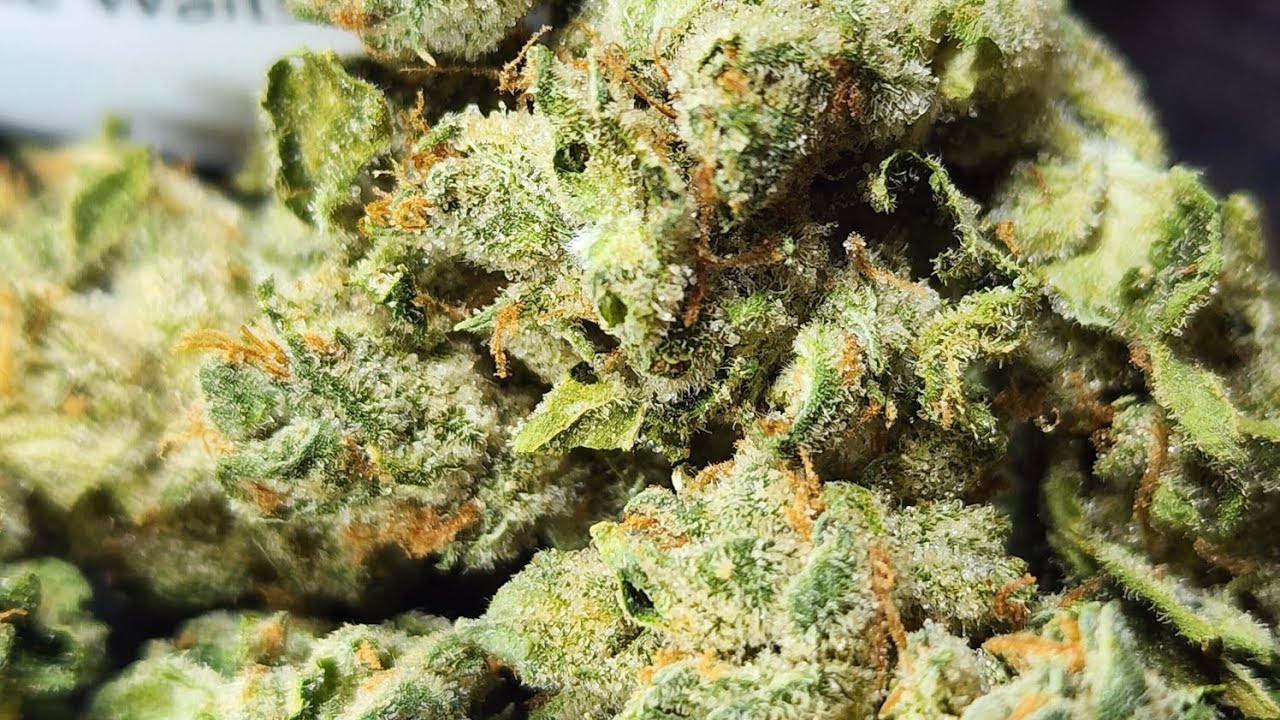 Paradice waits cannabis strain review
