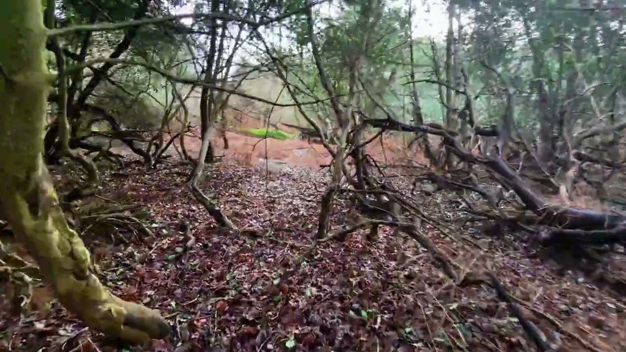 Excerpt From: Slow & Gentle Flight Through Ancient Wood