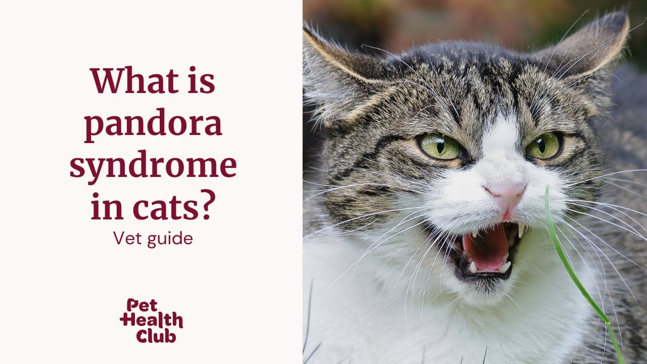 Pandora Syndrome explained | The ultimate guide for cat owners