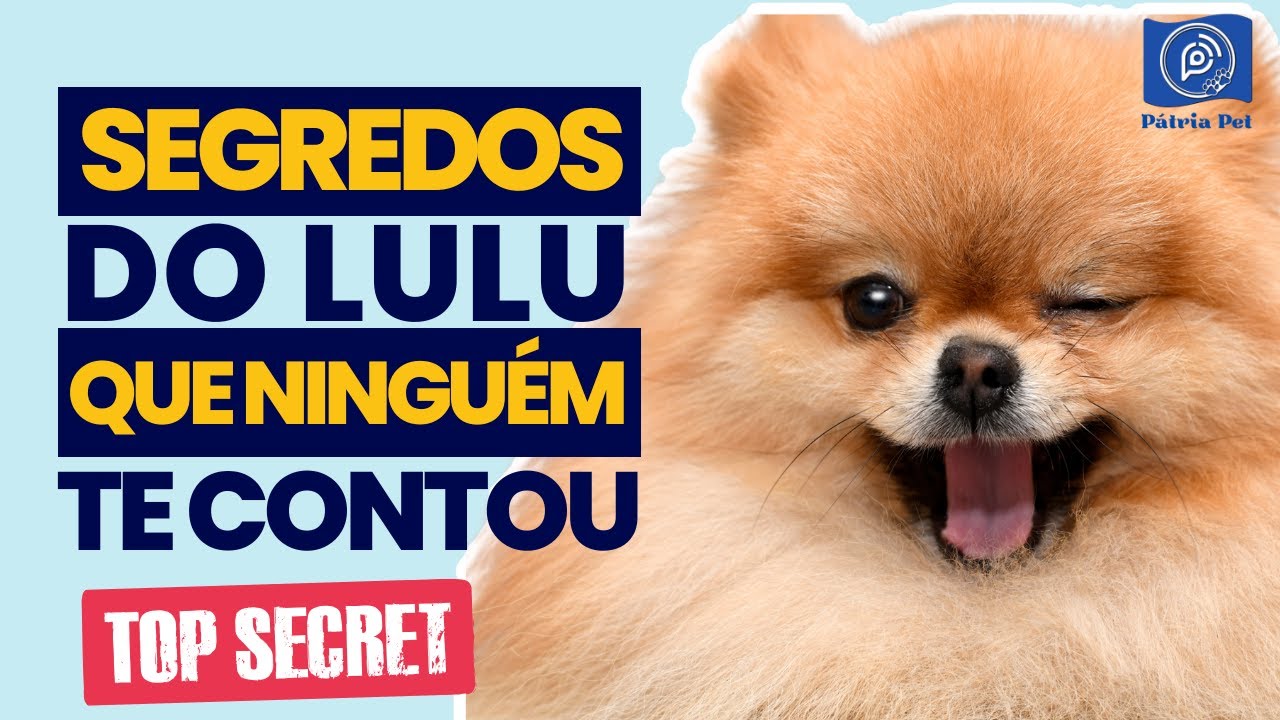 Spitz Alemão: Tudo o que você precisa saber antes de ter um Lulu da Pomerânia