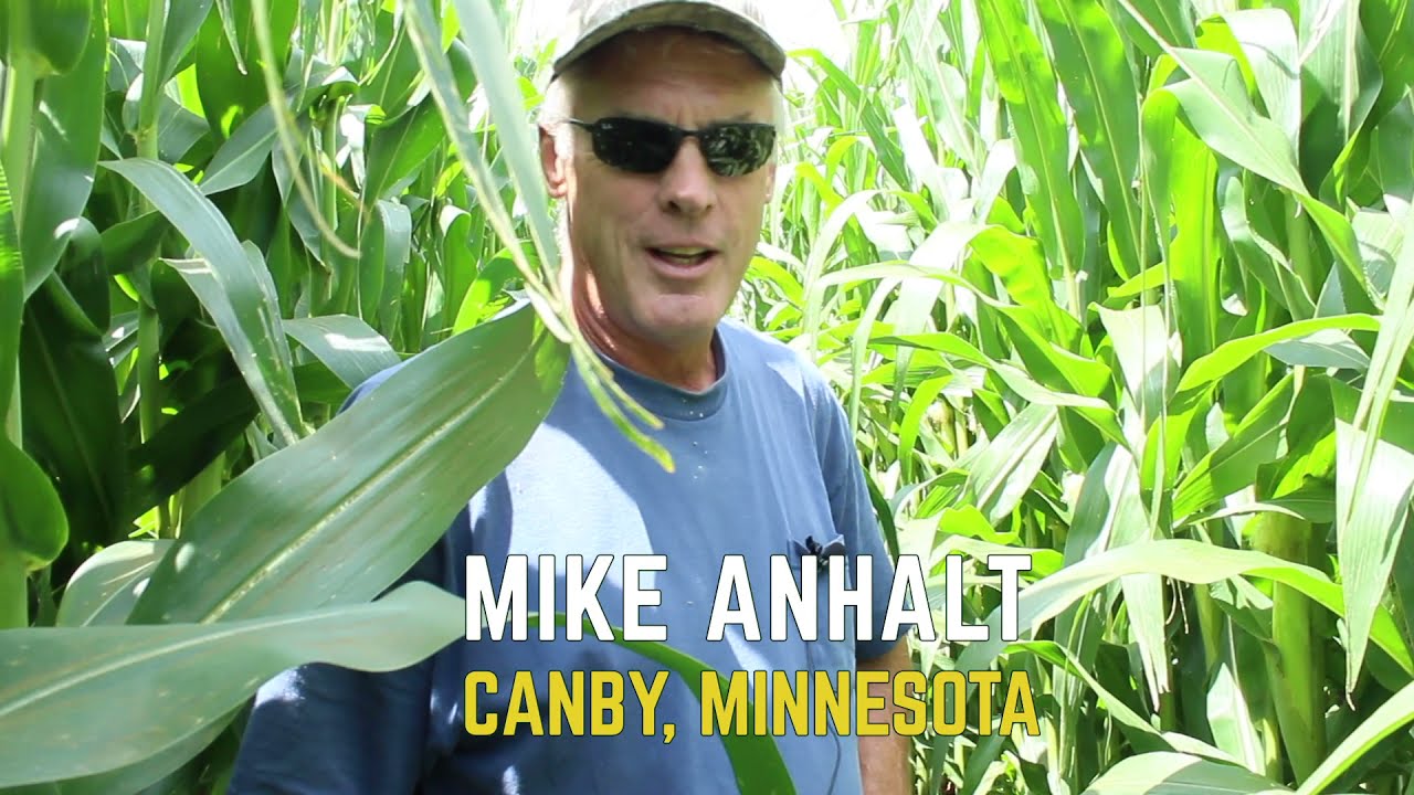 60-inch Organic Twin Row Corn with 8-Way Cover Crop Mix
