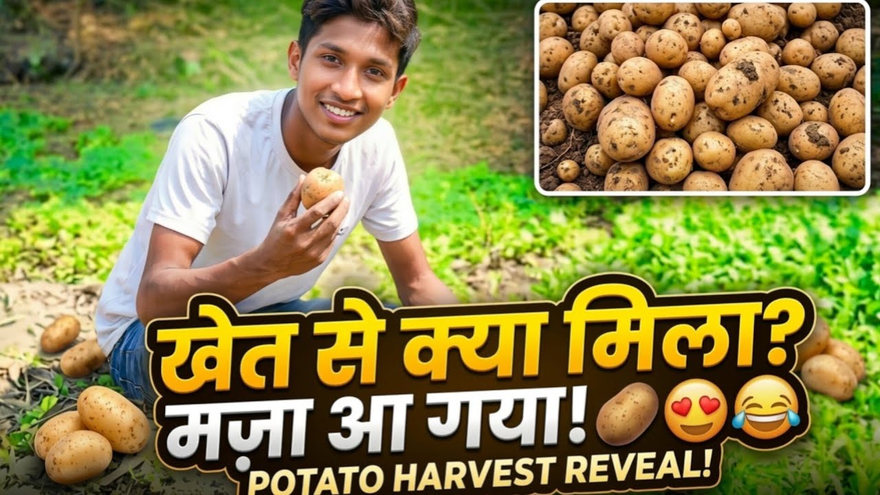 🥔 आलू खोद दिए! | देसी किसानी का मज़ा 🚜