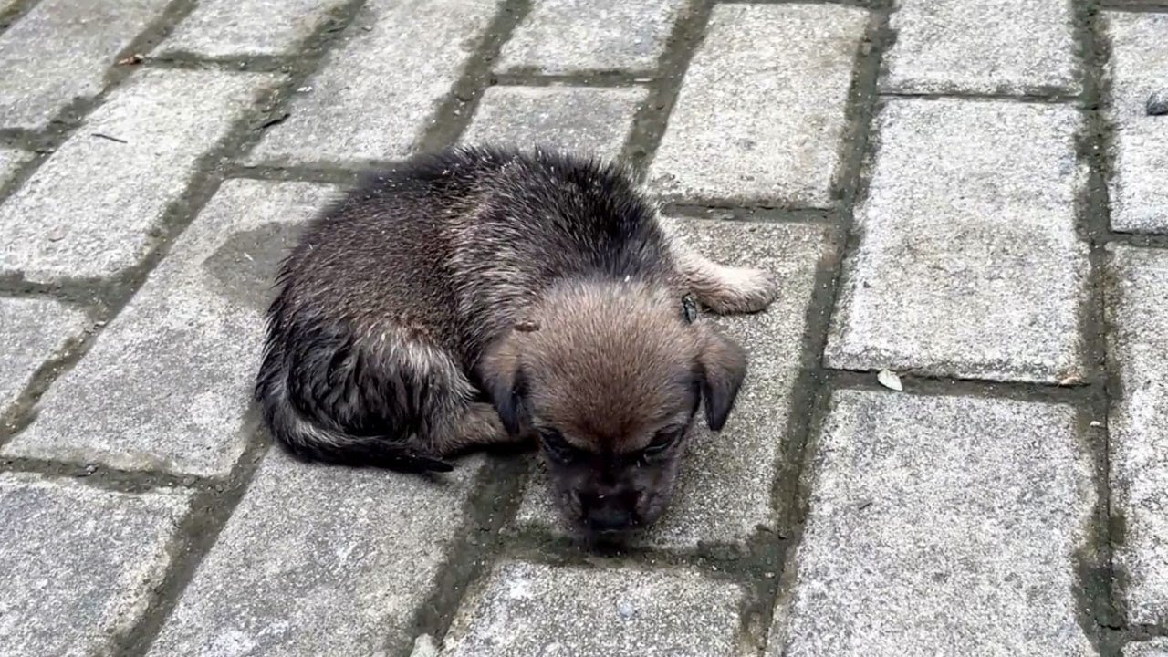 The man left the little dog crying desperately on the side of the road.