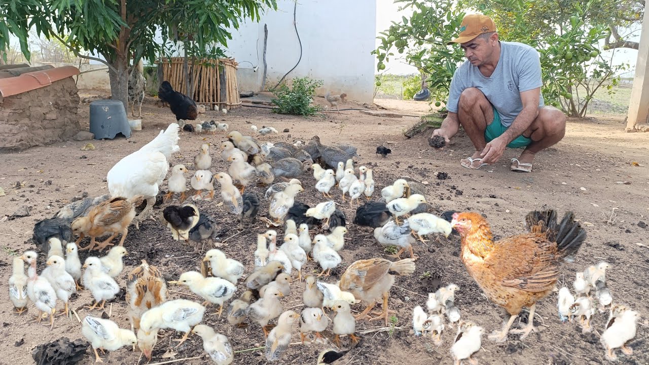 BUSCANDO CUPIM PARA ALIMENTAR A CRIAÇÃO DE CAPOTE É PINTO CAIPIRA 