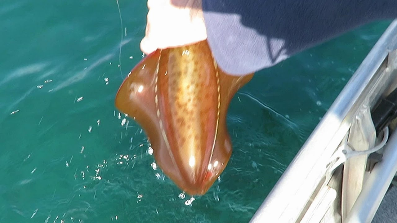 SQUID FISHING with WalnLiz | Liz Kreate