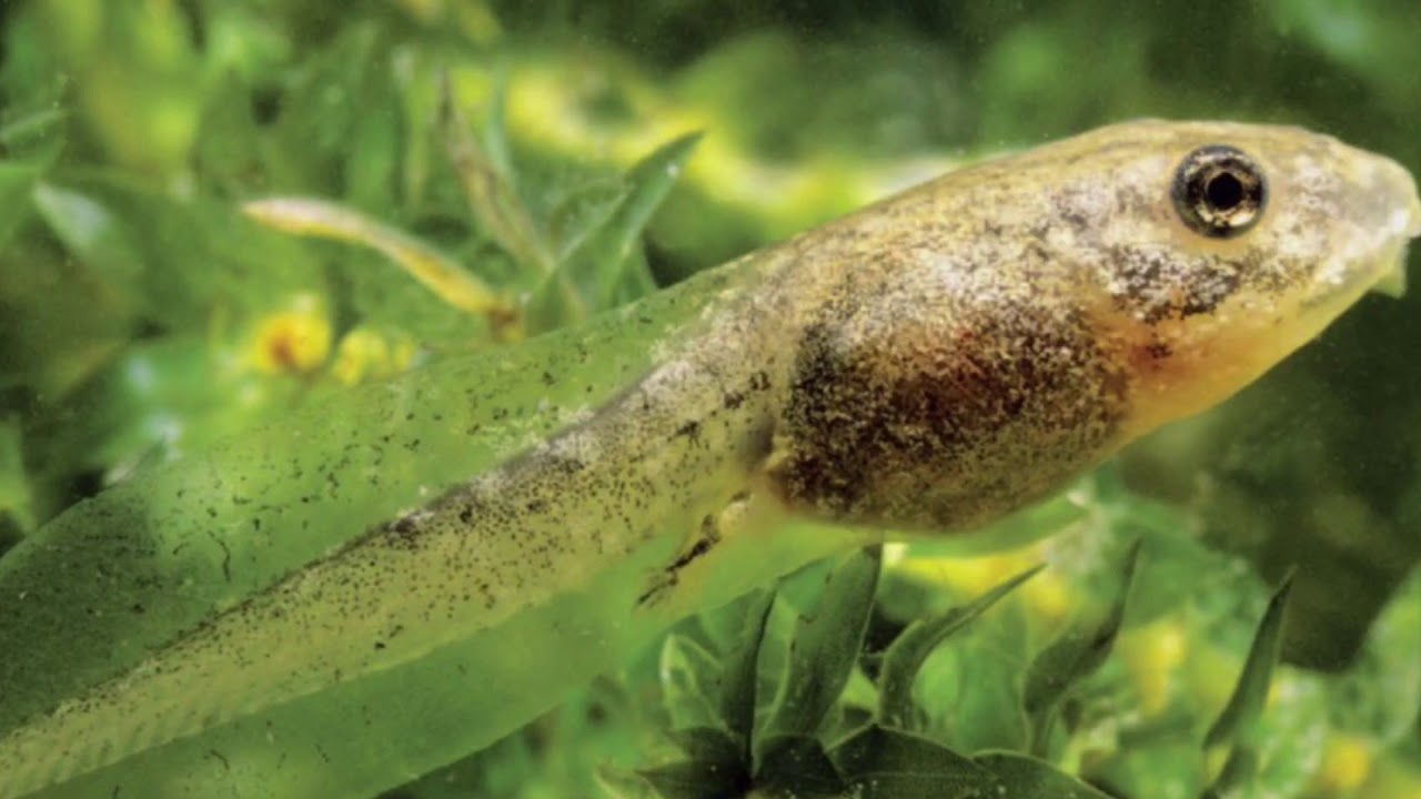 What Can Live in a Lake? READ ALOUD