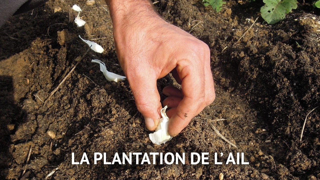 PLANTER L'AIL : automne ou printemps ? Le guide simple pour r&eacute;ussir