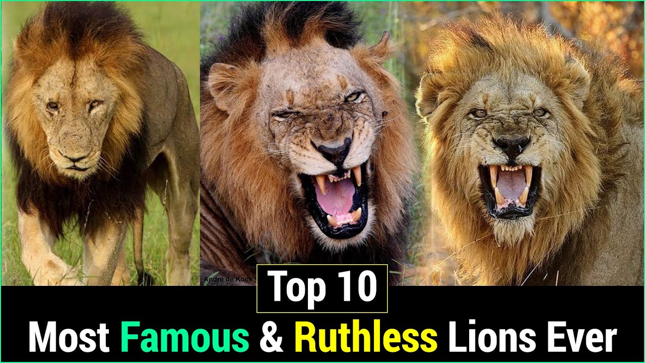 World's Most Famous & Ruthless Lions of all Time | The Greatest In History