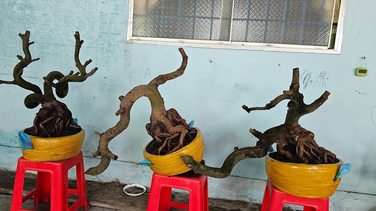 TÙNGMAI VÀNG033 932 8187ĐANGphátTrực Tiếpkínhmời M3 tết.