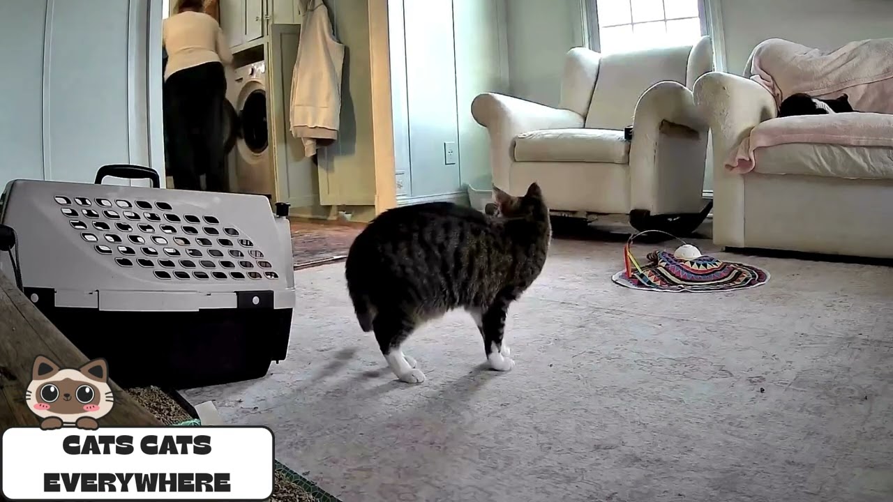 Daily Cat Life V9 🙀 | Cats Being Cats Doing Things