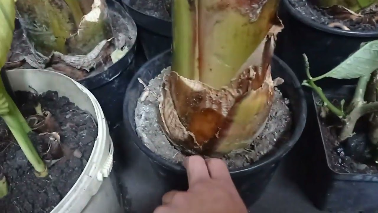 #77 Zimowanie Ensete Ventricosum Maureli #plants #Maureli #Musa #ensete