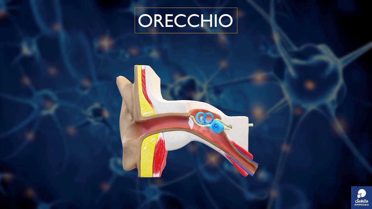 La struttura dell'orecchio - estratto