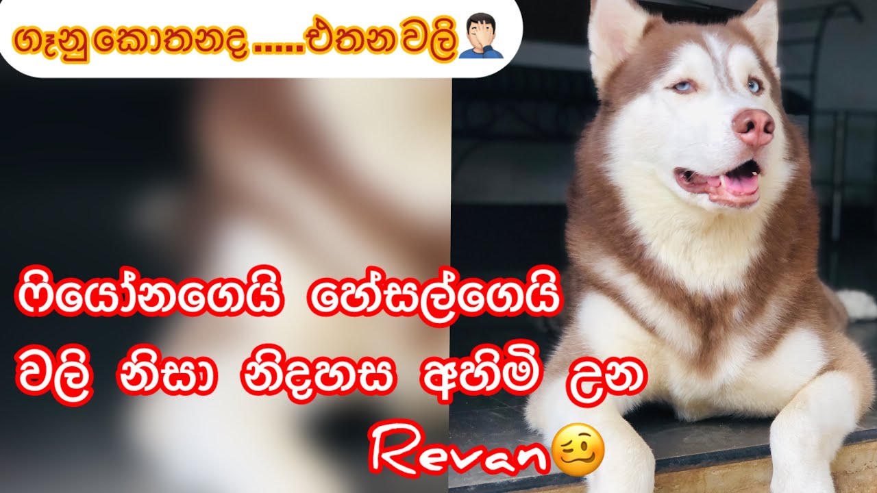 කාලෙකින් හස්කි ෆැමිලි එකේ සෙට් එක බලන්න හිටපු අයට ..... 