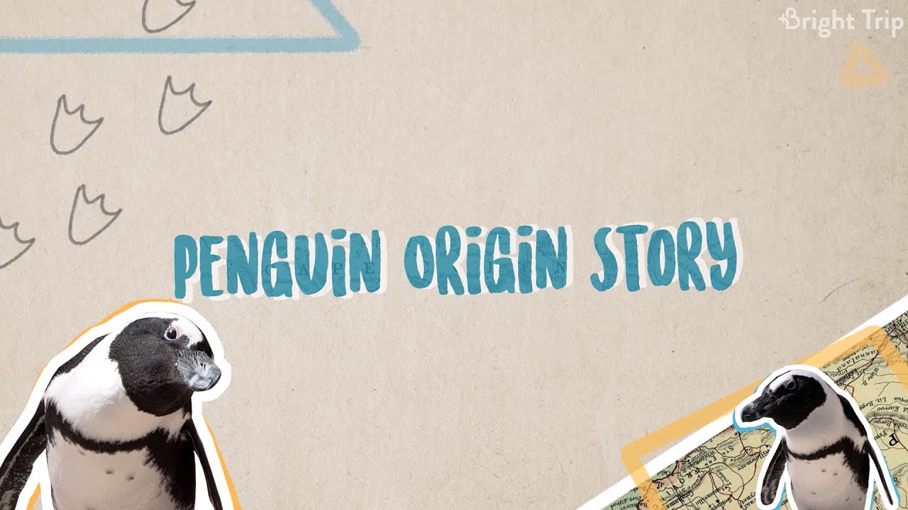 Why Are Penguins in South Africa?
