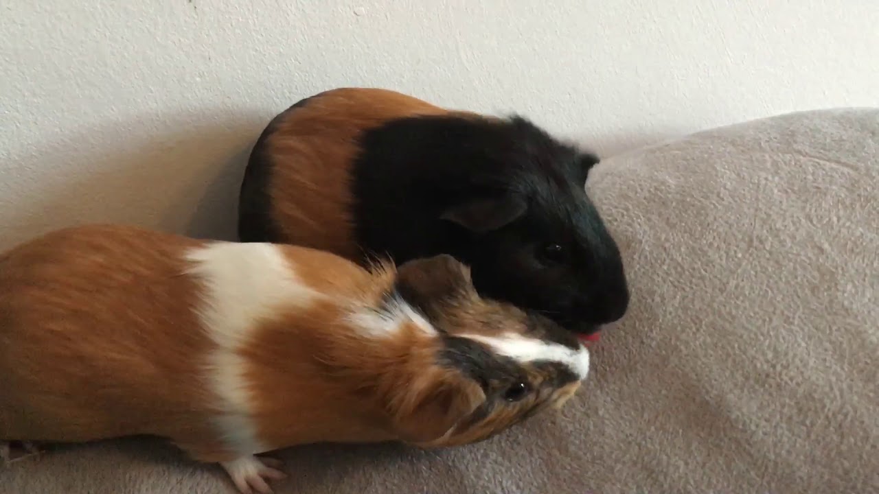Bramble & Bluebell Session 1