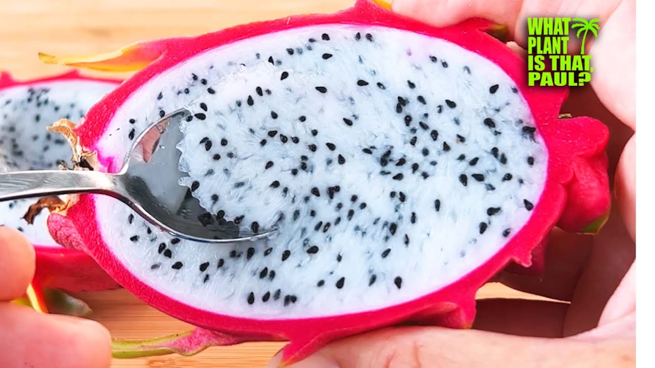 'Neitzel' DRAGON FRUIT TASTE and REVIEW / California Rare Fruit Growers named it after Jim Neitzel