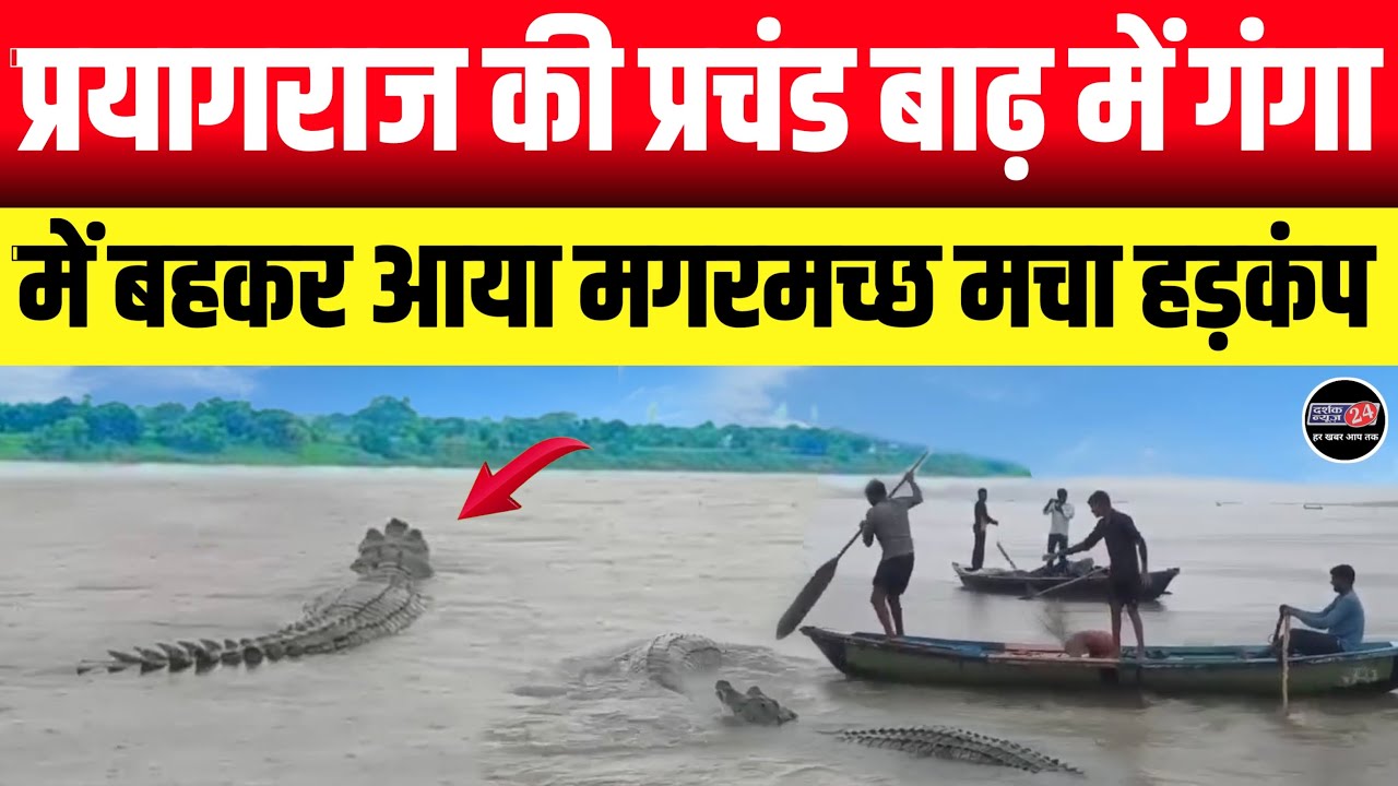 गंगा नदी में आचानक आ गया मगरमच्छ मचा हड़कंप || प्रयागराज की प्रचंड बाढ़ में बहकर आया मगरमच्छ
