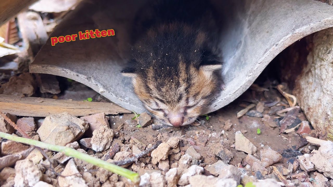 I found a poor newborn kitten abandoned by its mother under the rubble in the garden | Mike Family