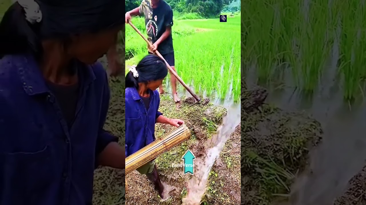 This Farmer Caught Dozens of Fish From His Own Field 😱