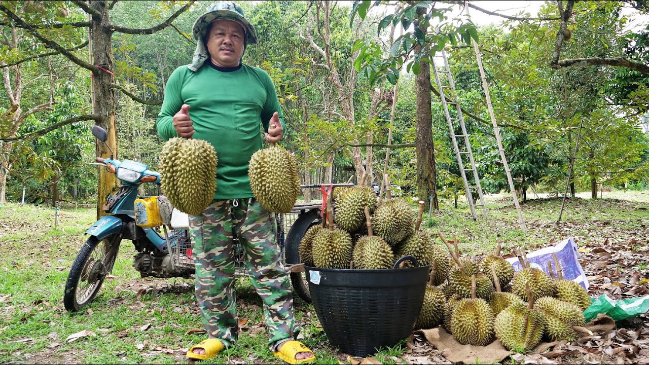 The process of farmers harvesting durian on a durian farm!!!The taste of heaven, durian!!!