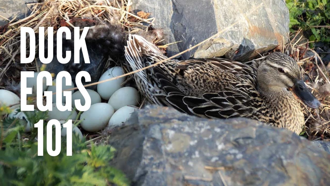 Duck Eggs 101: Everything You Need to Know