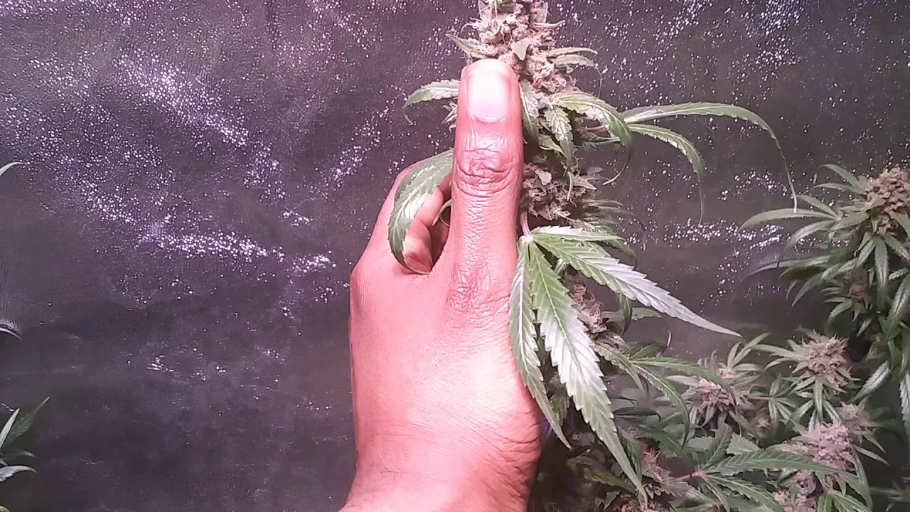 First indoor autoflower grow. Fast Buds GSC and Zkittles, Barney's Farm Glue Gelato and LSD.