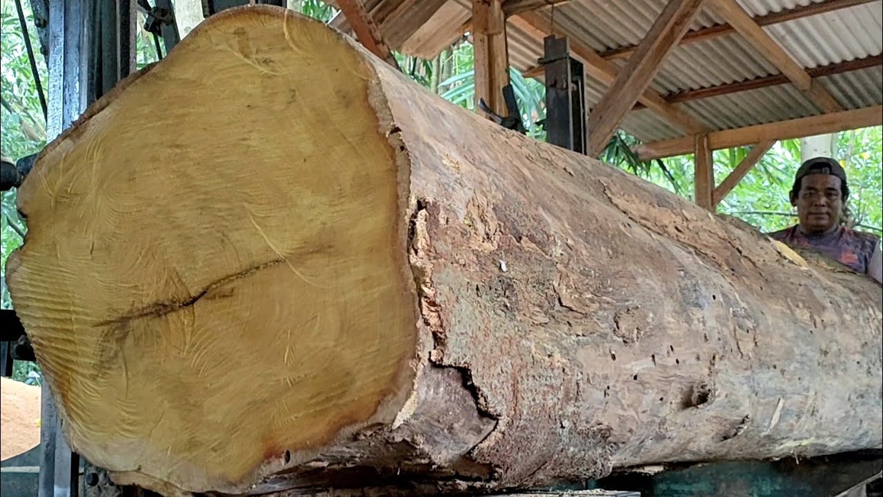 Ngeri..! Harga senilai emas permata kayu nangka besar lilitan±200cm proses gergaji di sawmill