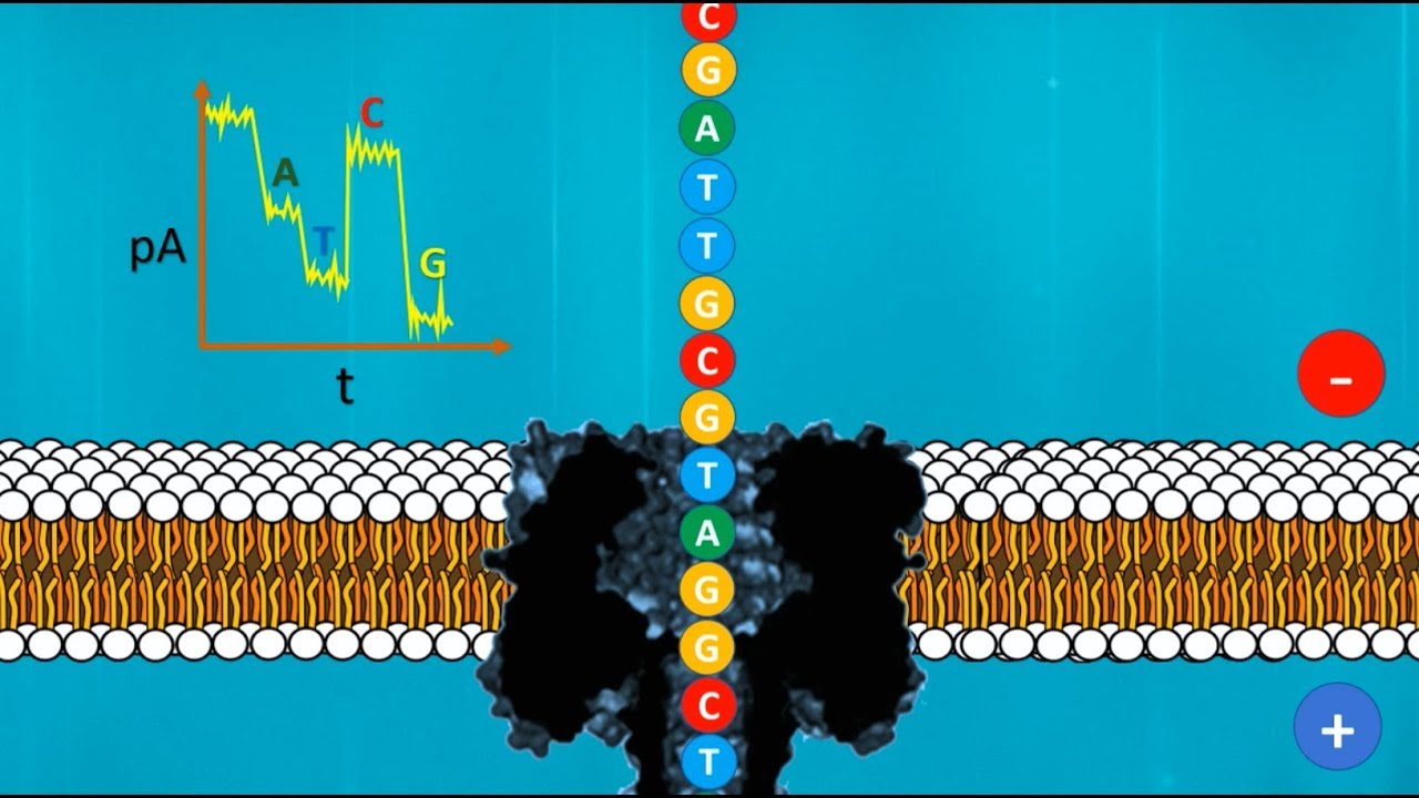 Secuenciación Nanopore: Conceptos Básicos