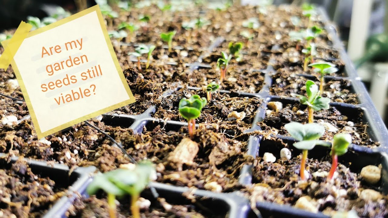 2 fool proof methods for testing the germination rate of your garden seeds.