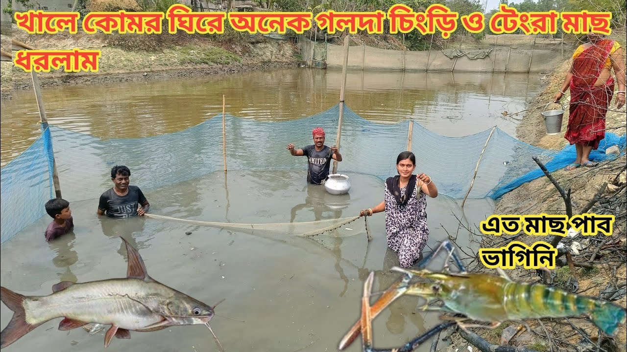 খালে কোমর ঘিরে সবাই মিলে অনেক গলদা চিংড়ি ও টেংরা মাছ ধরলাম ll Nandita Sundarban life 