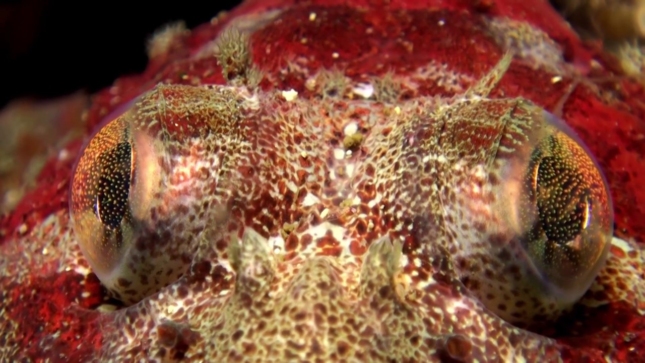 Alaska Macro Shots